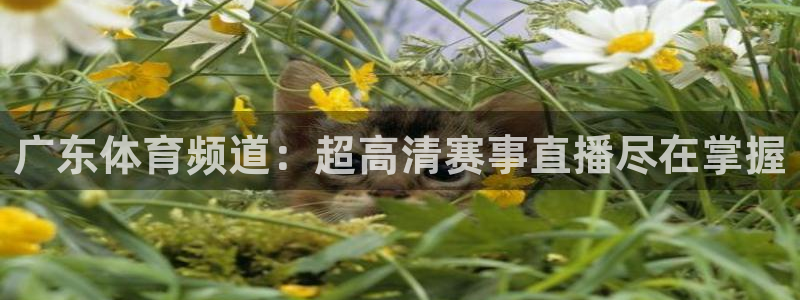 广东体育频道：超高清赛事直播尽在掌握