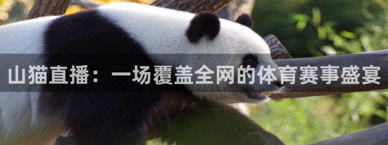 山猫直播：一场覆盖全网的体育赛事盛宴