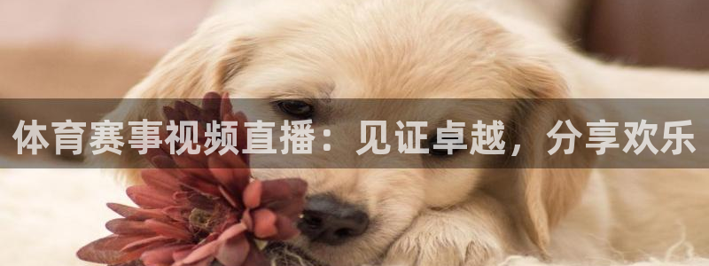 体育赛事视频直播：见证卓越，分享欢乐
