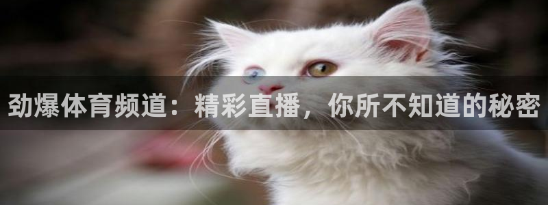劲爆体育频道：精彩直播，你所不知道的秘密