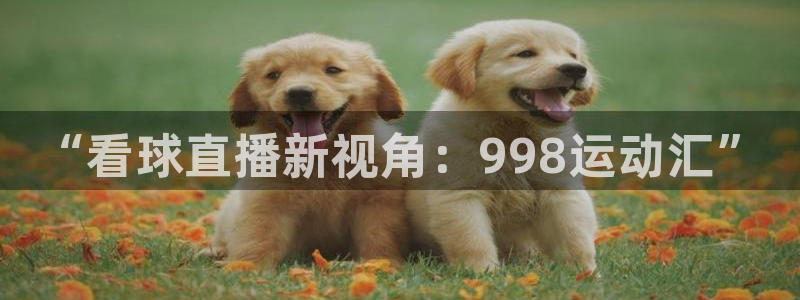 “看球直播新视角：998运动汇”