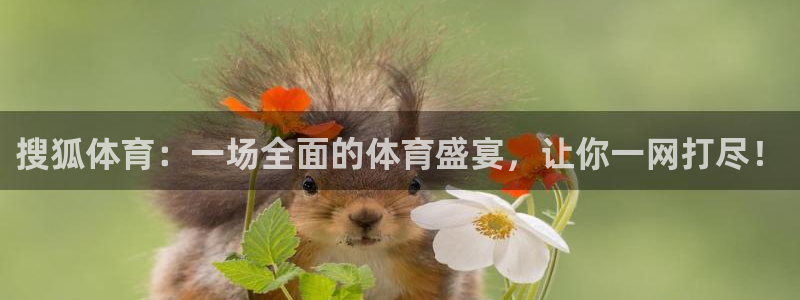 搜狐体育：一场全面的体育盛宴，让你一网打尽！